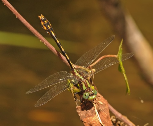 Male
2013_05_25_Oconee_SC_Rabun_GA